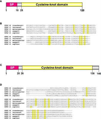 Genes Encoding the Glycoprotein Hormone GPA2/GPB5 and the Receptor LGR1 in a Female Prawn